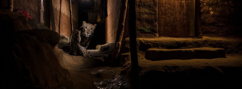 Our Trip To The Wildlife Photographer Of The Year