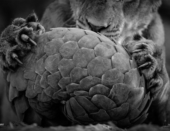 SAA Part C: Wildlife photographer of the year exhibition review