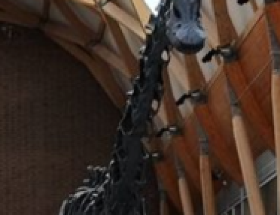 Dippy the Dinosaur Exhibition Review