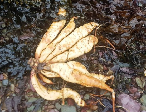 Highly toxic plant that looks and smells like parsnip found near Cobh