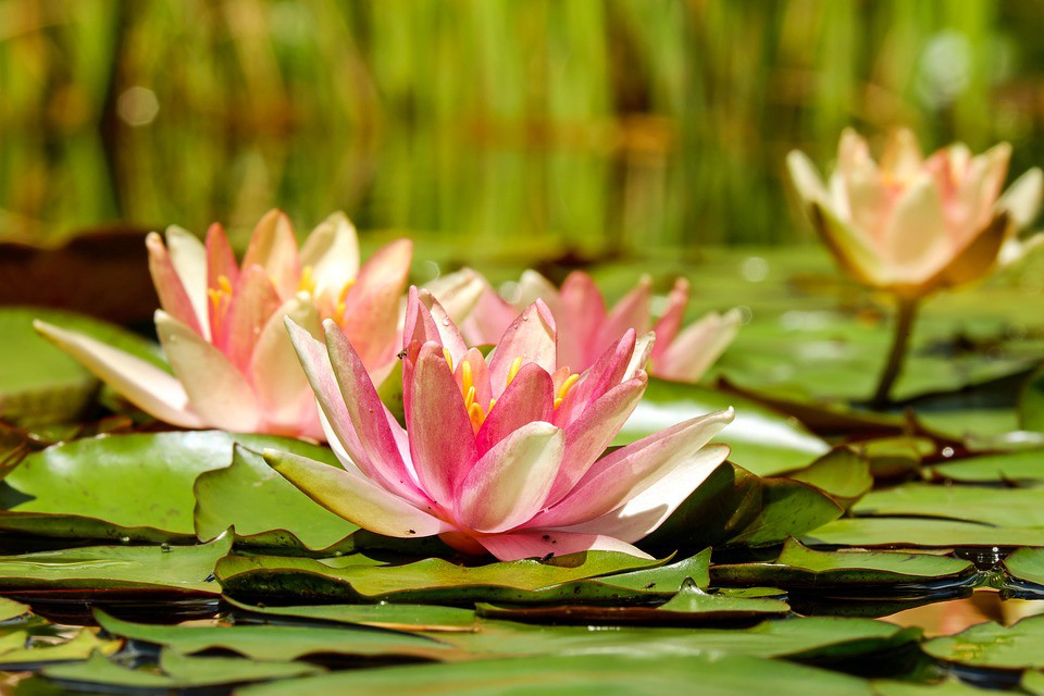 Pink flowers on a lily pad  Description automatically generated with medium confidence