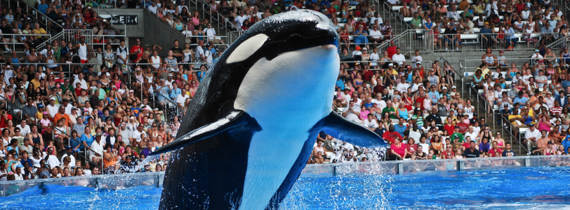 The Scourge of SeaWorld: how Harry Styles did what Blackfish couldn’t