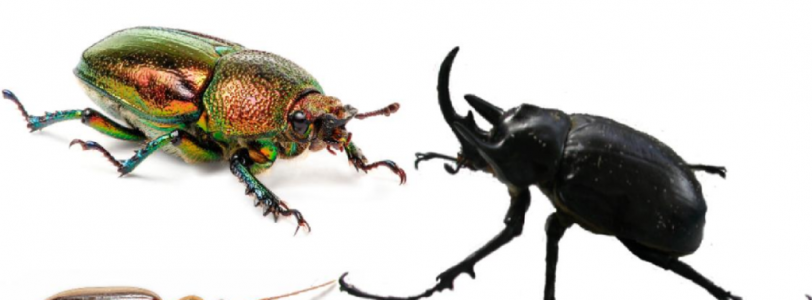 Review: Coleoptera