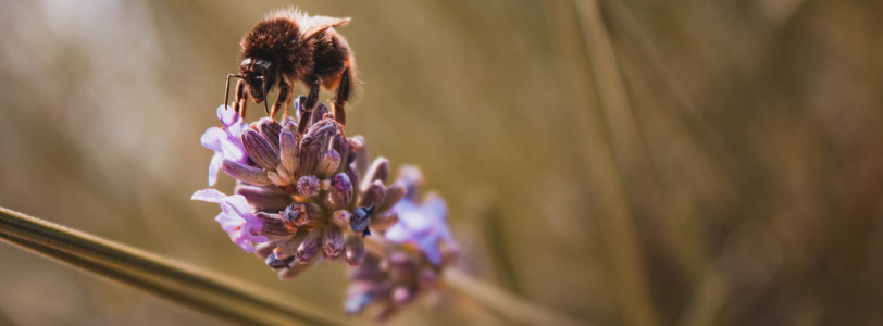 A bee-harming pesticide will no longer be used on UK sugar beet fields