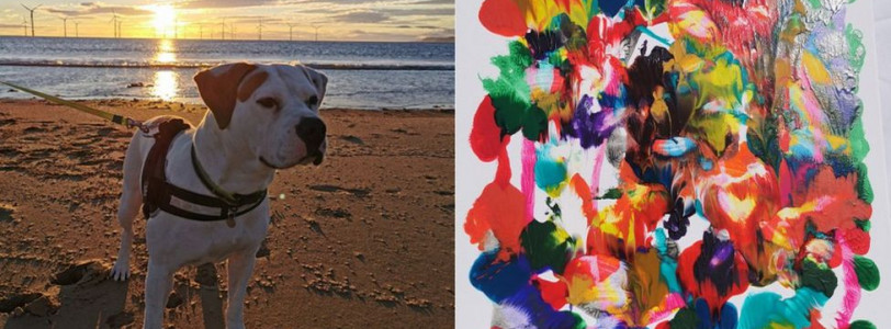 Artwork produced by rescue dogs goes up for auction