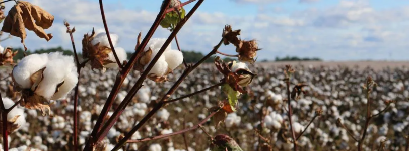 Is cotton sustainable and environmentally friendly?