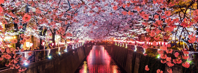 Early Japanese cherry blossom caused by climate change