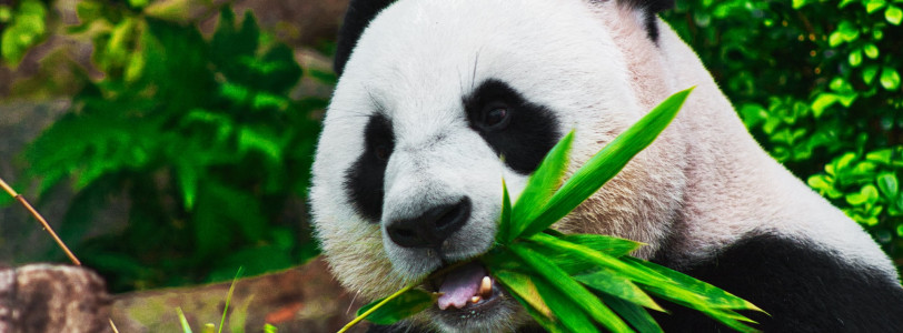 Giant pandas no longer endangered in the wild, China announces
