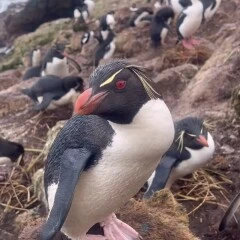 The Penguin Lessons film review