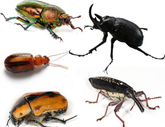 Review: Coleoptera