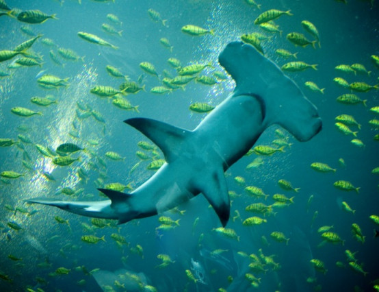 World Oceans Day: The impact of films on fins