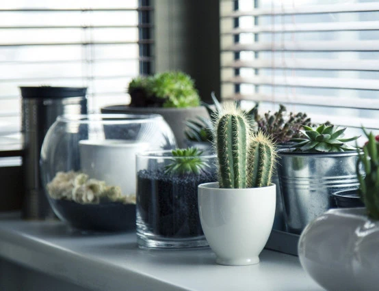 Are plants good for your mental health?
