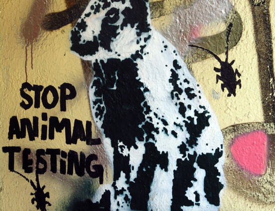 Ministers consider reintroducing animal testing in cosmetic products