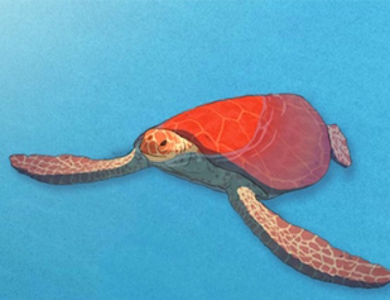 The Red Turtle a Feature Film Review