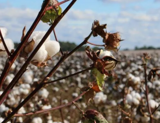Is cotton sustainable and environmentally friendly?