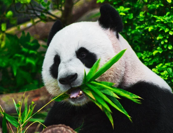 Giant pandas no longer endangered in the wild, China announces